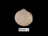 藏品(多刺鳥尾蛤)的圖片